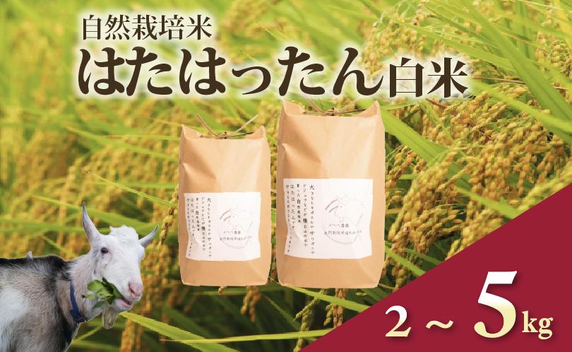 
            【先行予約】 令和7年産 新米 自然栽培米 はたはったん 白米 2kg ～ 5kg 選べる 容量 数量限定 銘柄米 あっさり 甘み おすすめ 先行 予約 精米 米 こめ おこめ ライス 自然栽培 石川県産 羽咋産 能登産 石川 羽咋 能登 のと メへヘ農園
          