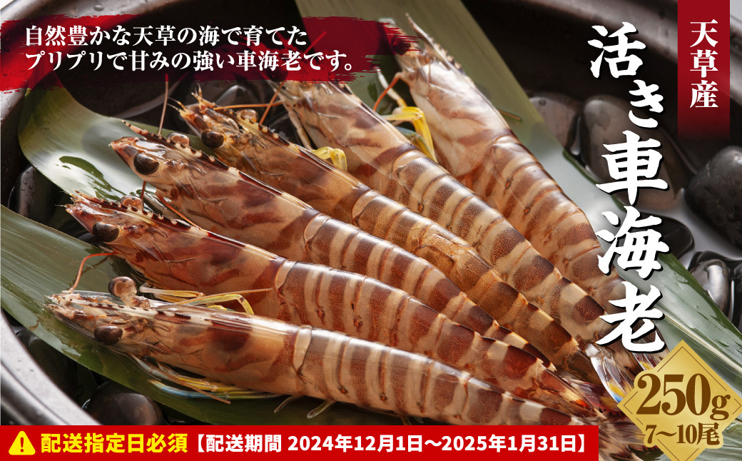 
【指定日必須】活き車海老250g えび エビ 海老 車海老 車えび 250g 1パック 7～10尾 熊本県 上天草市【配送期間 2024年12月1日～2025年1月31日】
