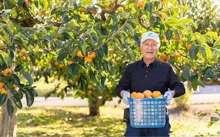 【先行予約・令和6年秋発送】とろける甘みの新道柿 5kg [B119]