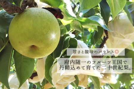 【先行予約】 2026年度産 京都府産 二十世紀梨 約3kg (7玉～10玉入り) 梨 20世紀梨 なし ナシ フルーツ 果物 くだもの 秋 旬 京都 京丹後産 直送 