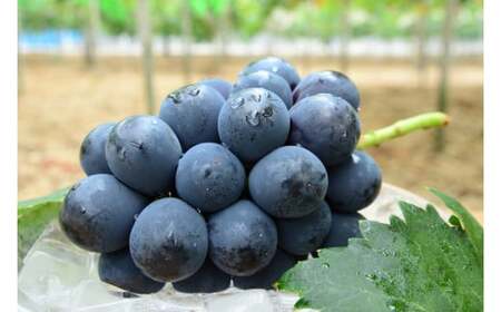 ピオーネ1房とシャインマスカット1房 計2房 約1.2kg 新見【 先行予約 2025年9月中旬から順次発送】