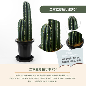 【観葉植物】二本立ち柱サボテン 50cm～70cm Green Farm M IB075-006 観葉植物 ※北海道・沖縄・離島配送不可