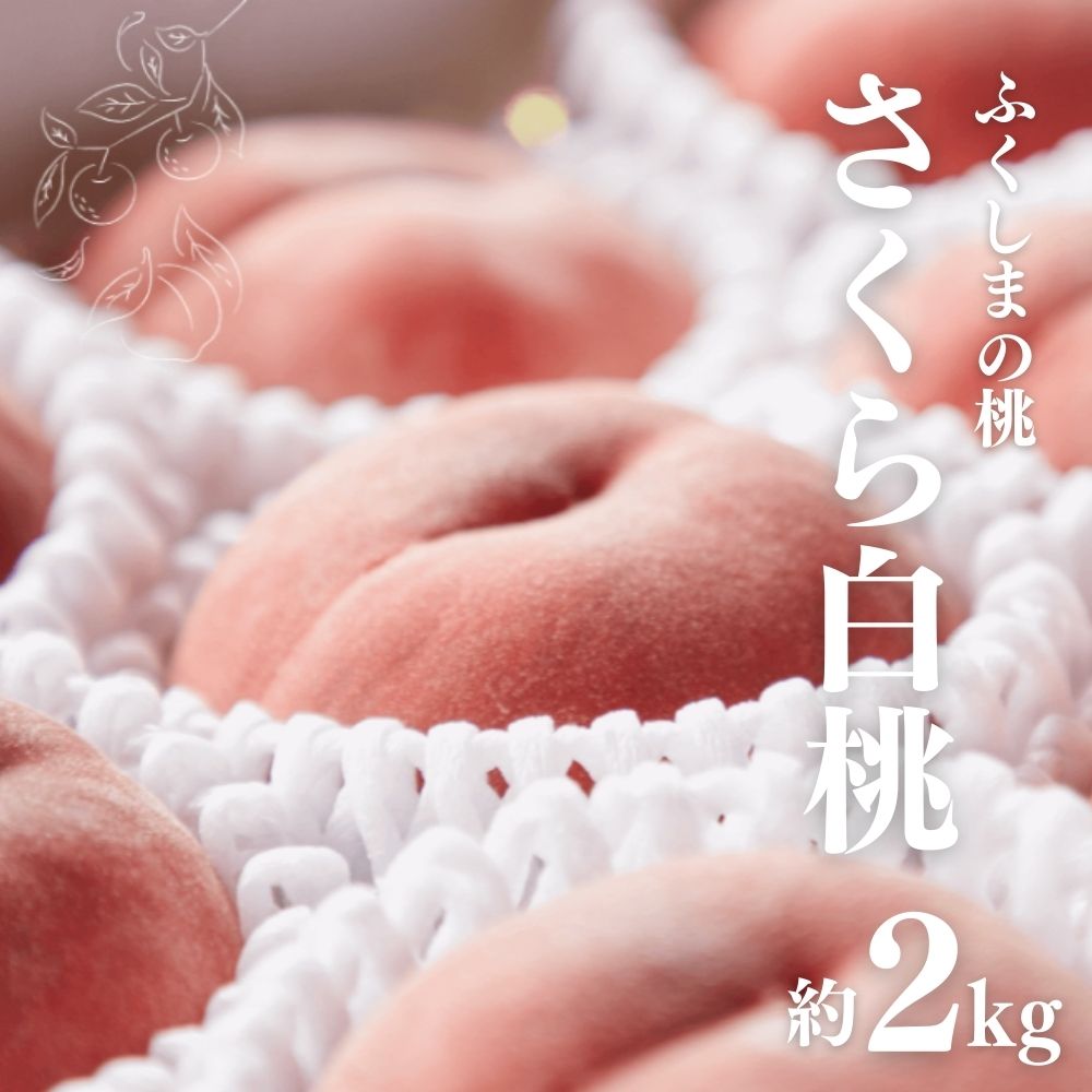 【ふるさと納税】No.2724福島市産　さくら白桃　約2kg【2025年発送】