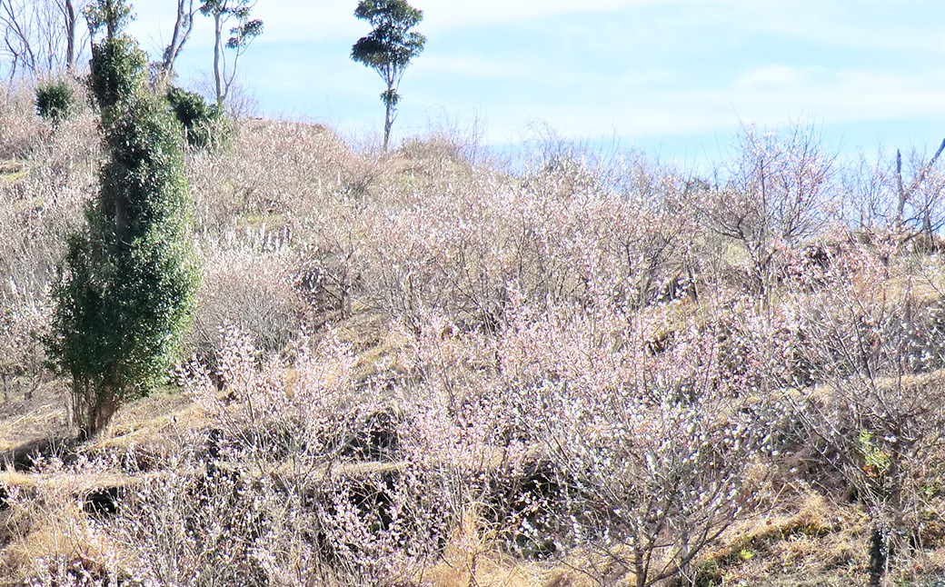 2月の上旬には梅の花が咲き誇り、一面ピンクと白に染まります。