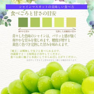 ふるさと納税 浅口市 【発送月固定定期便】先行予約 9月10月 プレミアムシャインマスカット晴王 2房約1.4kg全2回 |  | 02