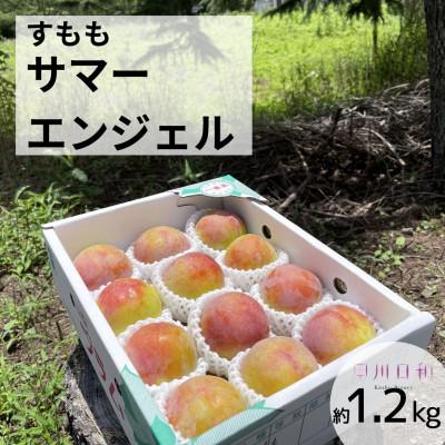 ふるさと納税 甲州市 【2026年度発送】甲州市産すもも サマーエンジェル 約1.2kg　B11-131