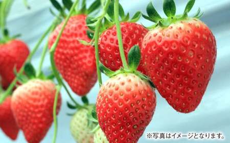 あまおうデラックス 約280g×4パック 計1.12kg 苺 いちご フルーツ 国産 冷蔵 【2027年2月上旬～4月下旬発送予定】
