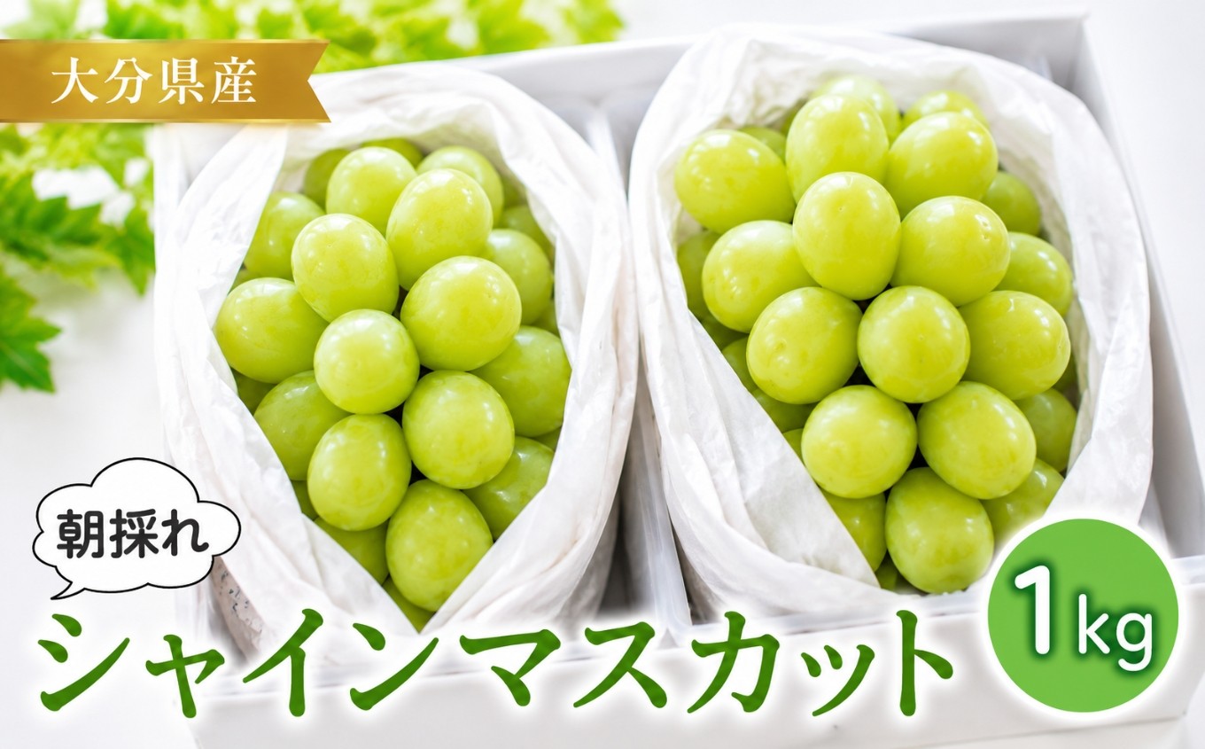 
                  【糖度計使用】 シャインマスカット 約1kg (2～3房) | いわき農園 葡萄 ぶどう ブドウ マスカット 数量限定 新鮮 産地直送 果物 くだもの フルーツ ギフト 大分県産 九州産 大分県 中津市
                