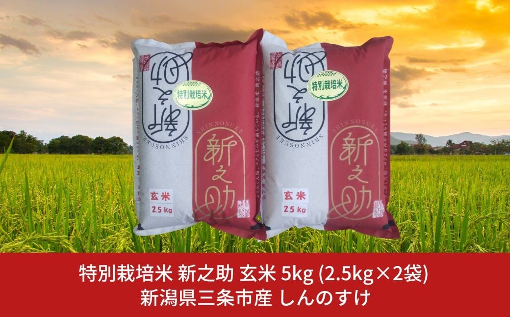 
            特別栽培米 新之助 5kg 新潟県三条市産 玄米 しんのすけ 令和７年産 [佐藤農産有機センター]【012S144】
          