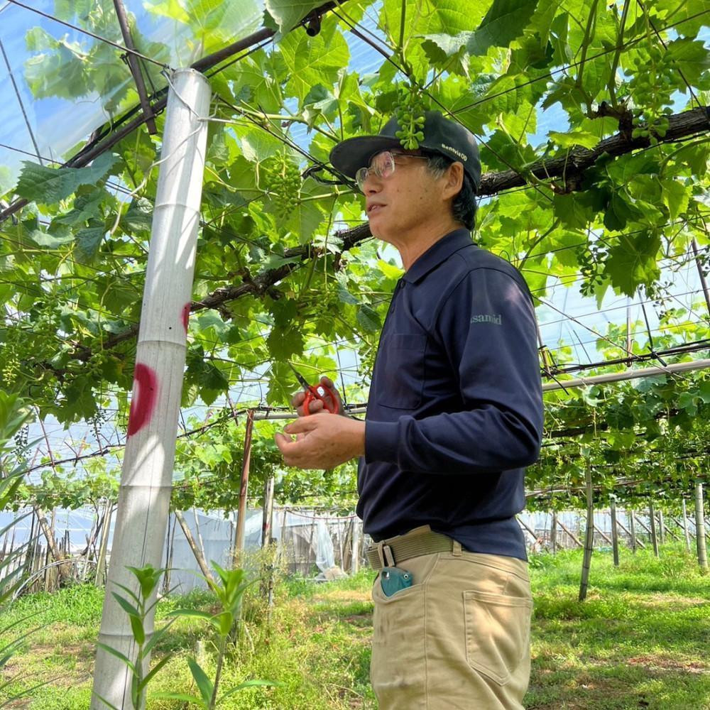 【先行予約】【数量限定】ナガノパープル 約2kg 〔2026年8月上旬より順次発送〕