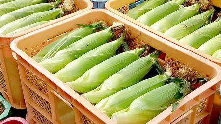 ゆめのコーン 5kg 約10～12本 とうもろこし トウモロコシ スイートコーン 野菜 産地直送 羽生田売店 期間限定 人気 朝採り お取り寄せ 通販 関東 群馬 [AL019tu]