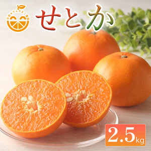 【先行予約】中島産 せとか 2.5kg 家庭用 中島みかんのまこ農園 | みかん ミカン オレンジ おれんじ せとか フルーツ 果物 くだもの 高級柑橘 愛媛県松山市 中島産 柑橘王様【PWA001】
