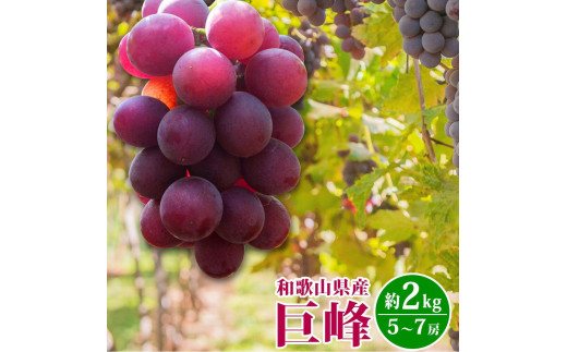 
                  巨峰ぶどう 約2kg 紀州 和歌山産【2025年8月下旬以降発送予定】【UT88】
                