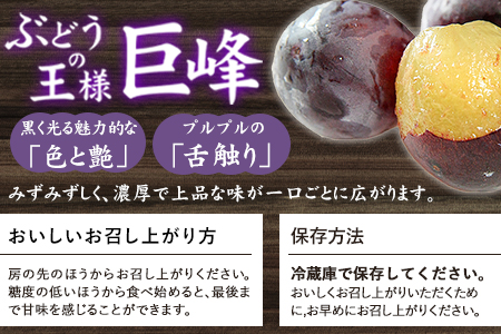 ＼農家直送！濃厚果汁／数量限定 巨峰 4kg (約8～10房) 予約受付《8月中旬-9月下旬頃出荷》福岡県随一の巨峰産地から農家直送でお届けします！