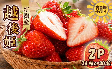 【先行予約 苺】 越後姫3L～2L 24粒 or 30粒  新発田市 苺 sugai002_01
