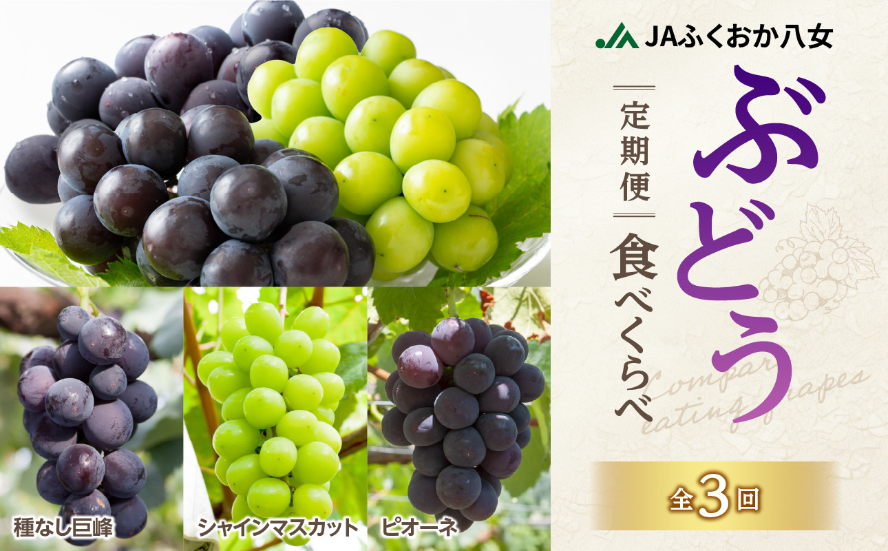 
            【先行予約】ぶどう定期便【全3回】【ＪＡふくおか八女】ぶどう食べ比べ便 各1.4kg（種なし巨峰 ピオーネ シャインマスカット） 巨峰 種なし巨峰 種無し 種なし 葡萄 ブドウ ぶどう ぶどう定期便 フルーツ 旬のフルーツ 果物 くだもの ぶどう食べ比べ 3種 全3回 産地直送 7月上旬～発送予定 福岡県八女市 
          