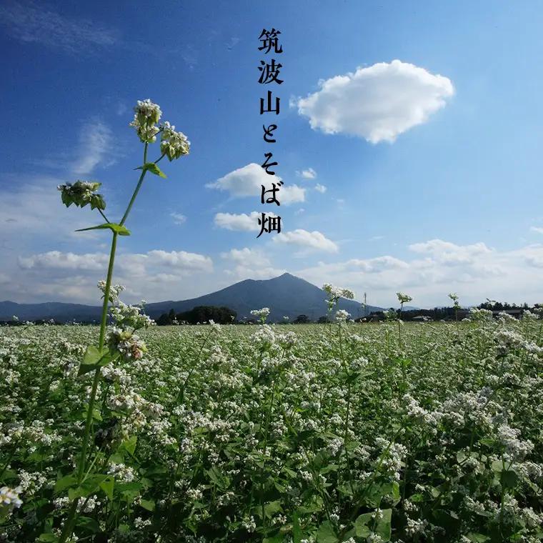 【常陸秋そば使用 手打ちそば 】冷凍 手打ち そば （ 桜パッケージ ） ４人前 常陸秋そば 蕎麦 生そば 手打ち 麺 食品 年越し [AN004sa]