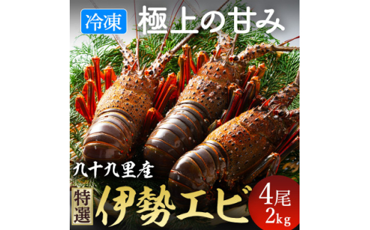 【 先行予約 2026年度発送 】 冷凍 伊勢海老 刺身用 4尾 約2kg 活け〆 伊勢 海老 エビ 九十九里浜 九十九里 急速冷凍 瞬間冷凍 冷凍 真空個装 真空パック 刺身 生食用 魚介 新鮮 高級 人気 お祝い ギフト お取り寄せ  グルメ おすすめ 送料無料 ふるさと納税 不動丸 千葉県 旭市 fdm020