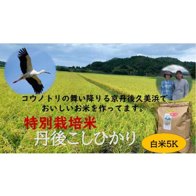 【ふるさと納税】【先行予約】令和7年産　丹後こしひかり　白米5kg【特別栽培米】新米 白米 米 精米 5キロ お米 ご飯 新米 特別栽培 令和7年 ふるさと納税 コシヒカリ