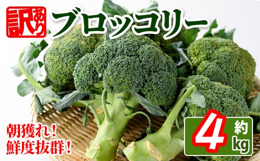 ＜期間限定！2026年2月上旬以降順次発送予定＞＜訳あり＞＜選べる容量＞ 香川県産 ブロッコリー 訳あり (約4kg) 【man058】【Aglio nero】
