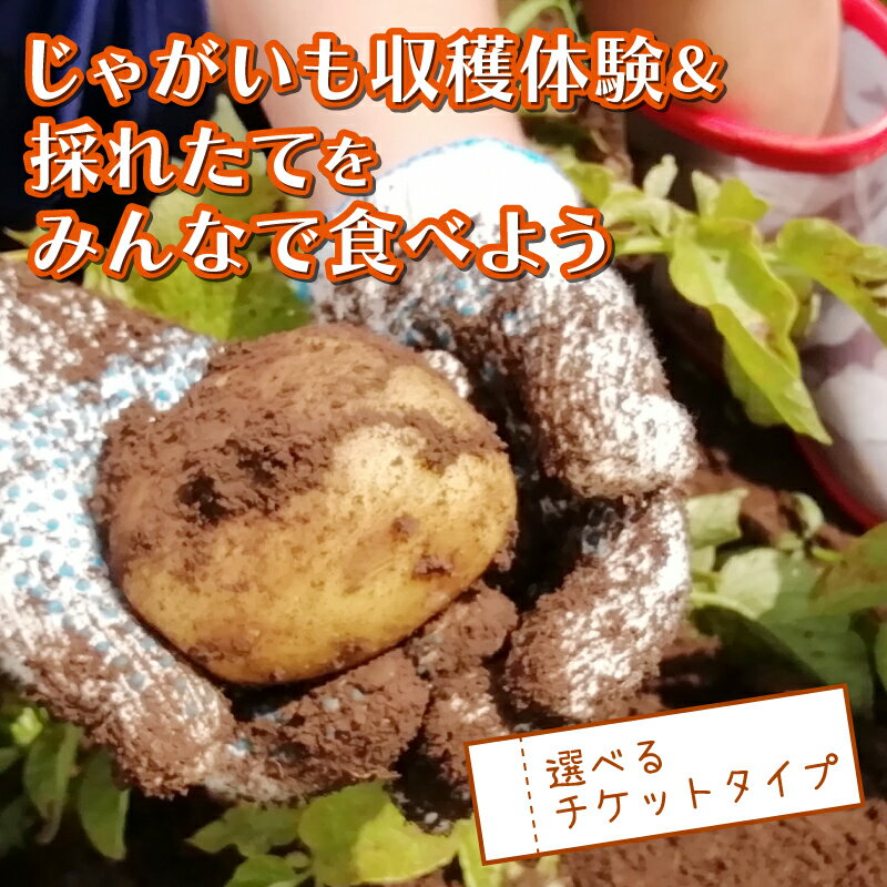 【ふるさと納税】 じゃがいも 堀り ＆ 採れたて 試食会 実季楽農園 戸田 親子 子ども 収穫 収穫体験 じゃがいも 掘り 体験 試食 観光 静岡 沼津