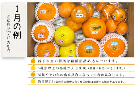 愛媛県明浜産 ジュエリーボックス（柑橘編）2.5kg【４月配送】 ATI0022_04
