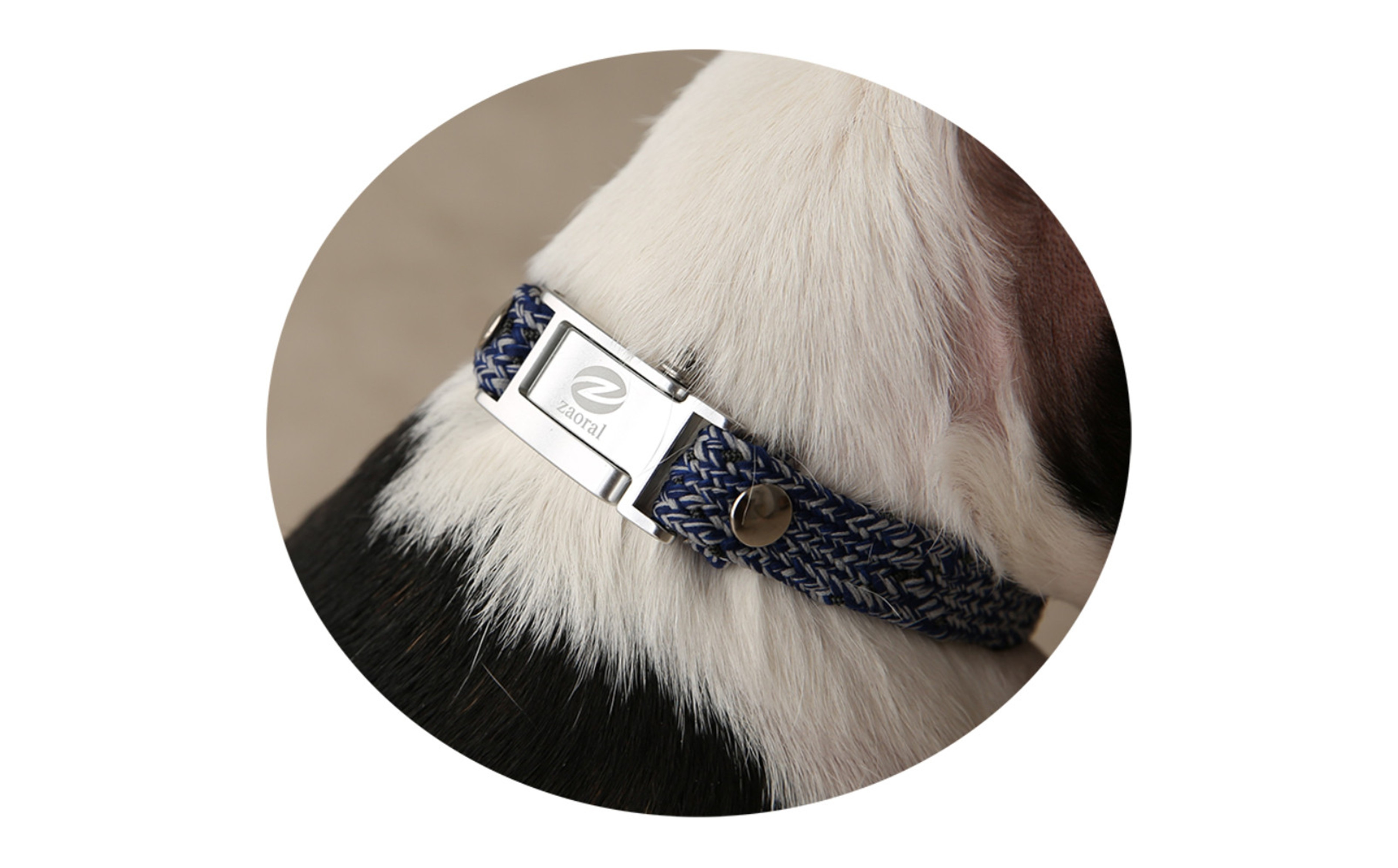 【Size31cm】ザオラル・リカバリーαバンド NV/SI｜横浜市 高機能バンド ペット用アクセサリー