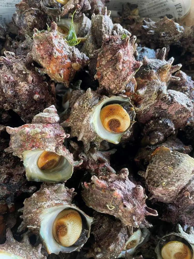 サザエ 冷凍 むき身 220g 110g × 2パック 各40個 | 新潟県 佐渡市サザエ