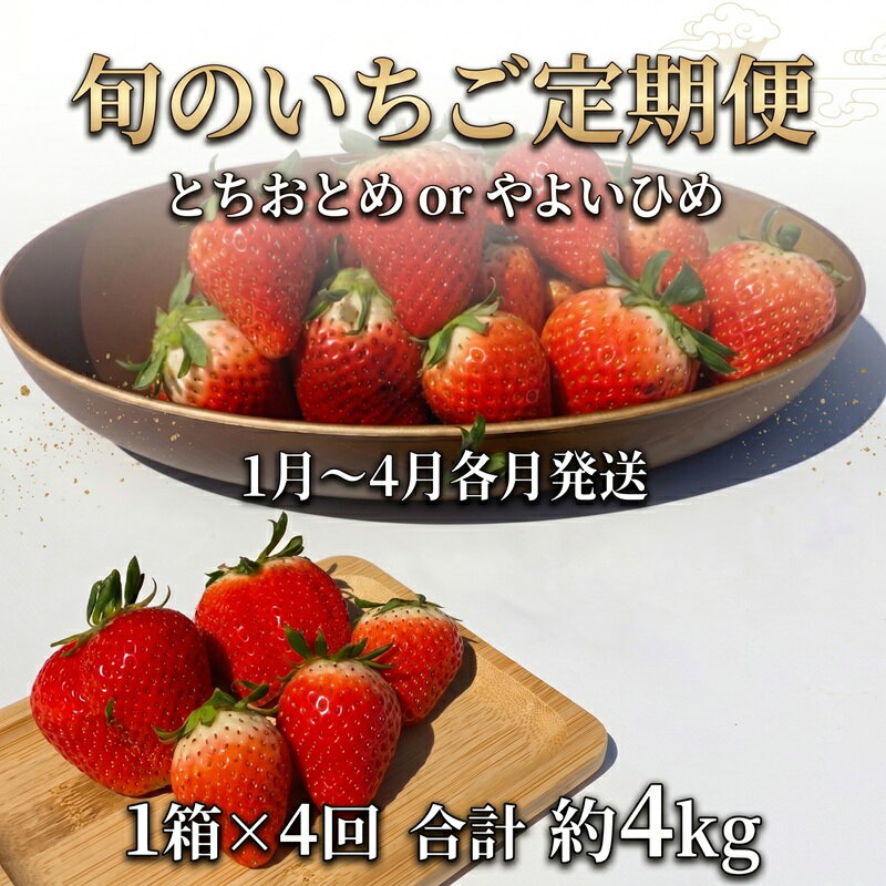 【ふるさと納税】 先行予約 とちおとめ やよいひめ 旬のいちご定期便 4か月 毎月 約1kg 朝摘み 朝採り 産直 産地直送 果物 果実 甘い ストロベリー フルーツ くだもの ギフト プレゼント グルメ 贈答 苺 ふるさと納税苺 千葉県 銚子市 神原いちご園 【2027年1月~5月発送】