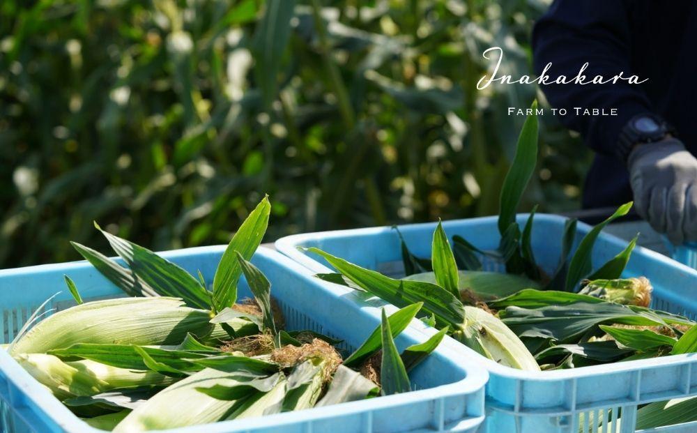 【富士山の麓で育つ】河口湖ブランドとうもろこしInakakara「恵味ゴールド」20本入