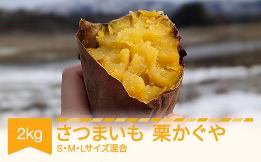 さつまいも 栗かぐや 約2kg 村山市産 2025年産 令和7年 山形県産  no-spkkx2※沖縄・離島への配送不可