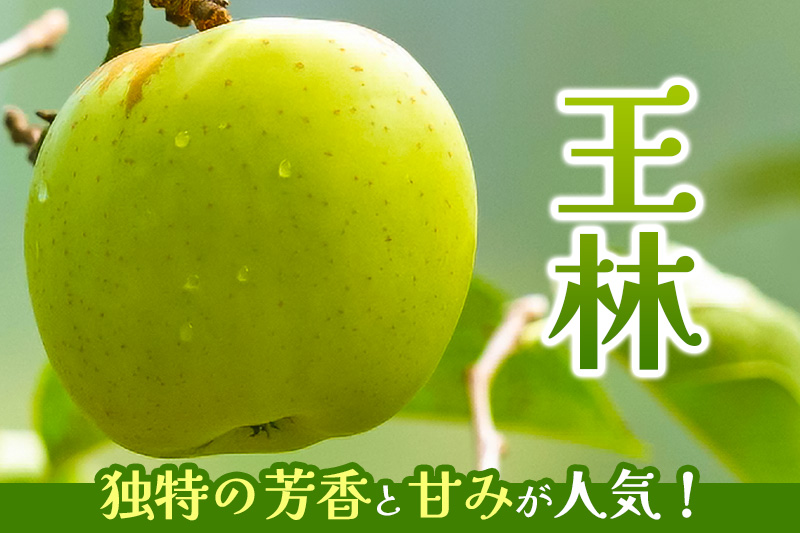 秋田県横手市産 りんご 王林 家庭用 約10kg