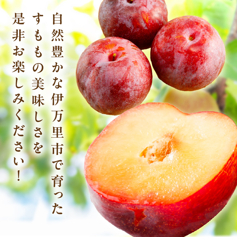 【先行予約】伊万里のすもも「貴陽」化粧箱入り（4～6玉） B741