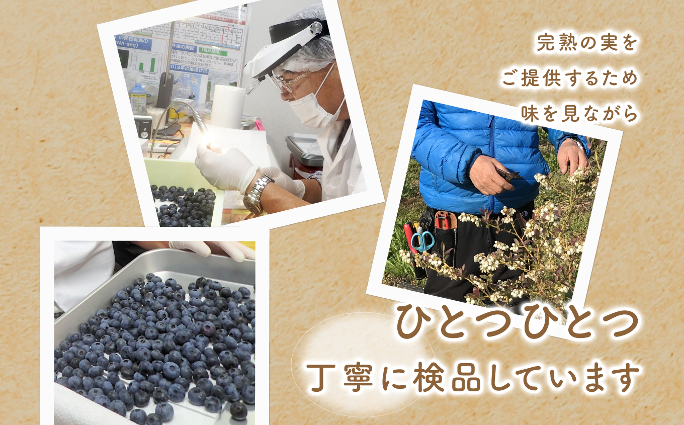 《2025年7月以降順次発送》東京農工大学名誉教授「横山　正」ブランドのブルーベリー果実500g（品種おまかせ）【東和ブルーベリー研究農園】