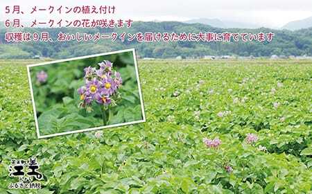 【9月頃～順次出荷】北海道江差産 メークイン 10kg M・L混合　しっとり甘い江差産　秋の収穫　北海道のじゃがいも　いもの塩煮　いかの塩辛と一緒にどうぞ　じゃがバター