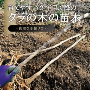 宮城県 西根の森 タラの木の苗木 手掘り苗(タラの芽)20～50cm　3本【1393924】