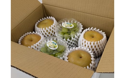 担当者おすすめ　旬の果物セット（桃沢農園のシャインマスカット粒パックと南水梨）