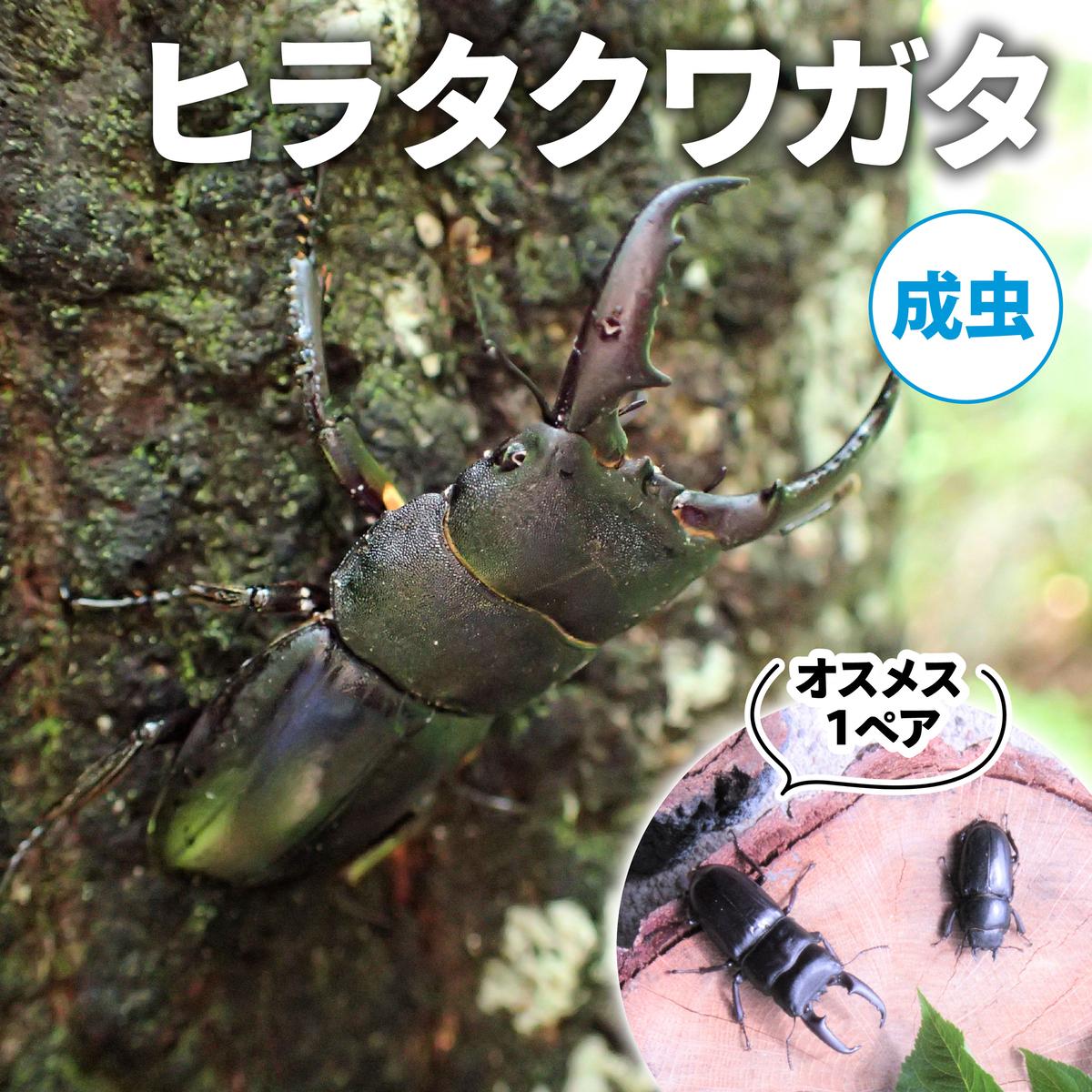 【ふるさと納税】【配送期間は2026年6月下旬～8月上旬に随時配送】ヒラタクワガタ（成虫）オスメス1ペア　お届け：2026年6月下旬～8月上旬