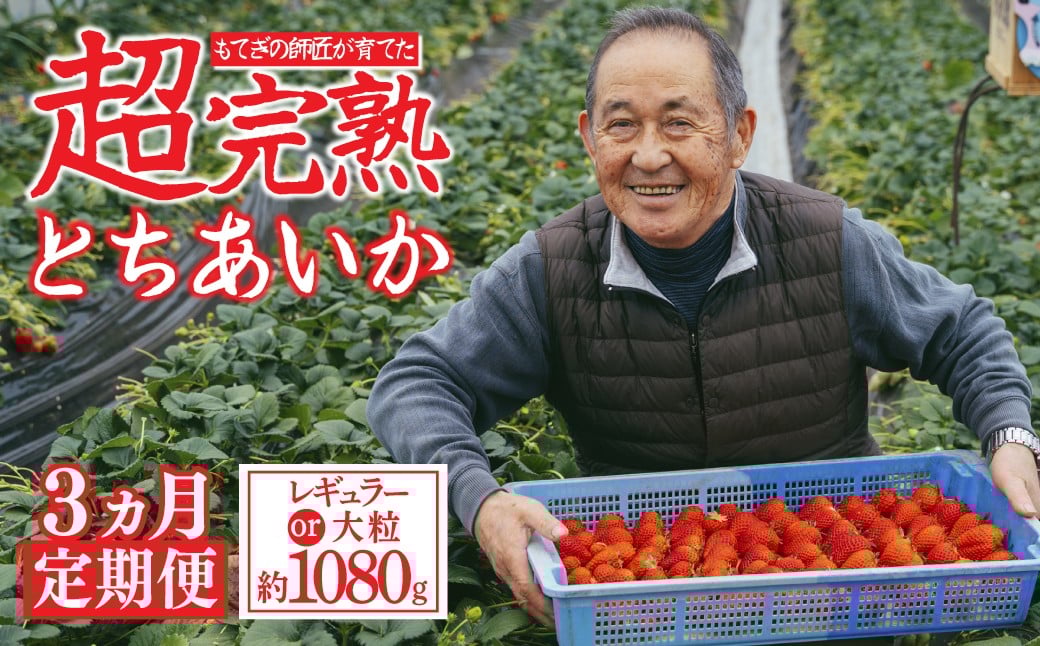 
            いちご＜3回定期便＞「茂木完熟いちご」師匠が育てた朝採れとちあいか  レギュラーサイズ or 大粒 【先行受付】| いちご イチゴ 苺 とちあいか 完熟 朝採れ フルーツ 甘い あまい 果物 くだもの 旬 産地直送 栃木県産 関いちご園 栃木県 茂木町 
          