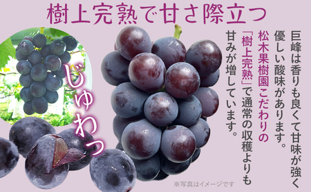 先行予約 期間限定 巨峰 ぶどう 約2kg（4～6房） 農家直送 樹上完熟 完熟 果汁 ブドウ 葡萄 果物 フルーツ 甘い ジューシー 福岡県 福岡 九州 グルメ お取り寄せ 【8月中旬頃より順次出荷