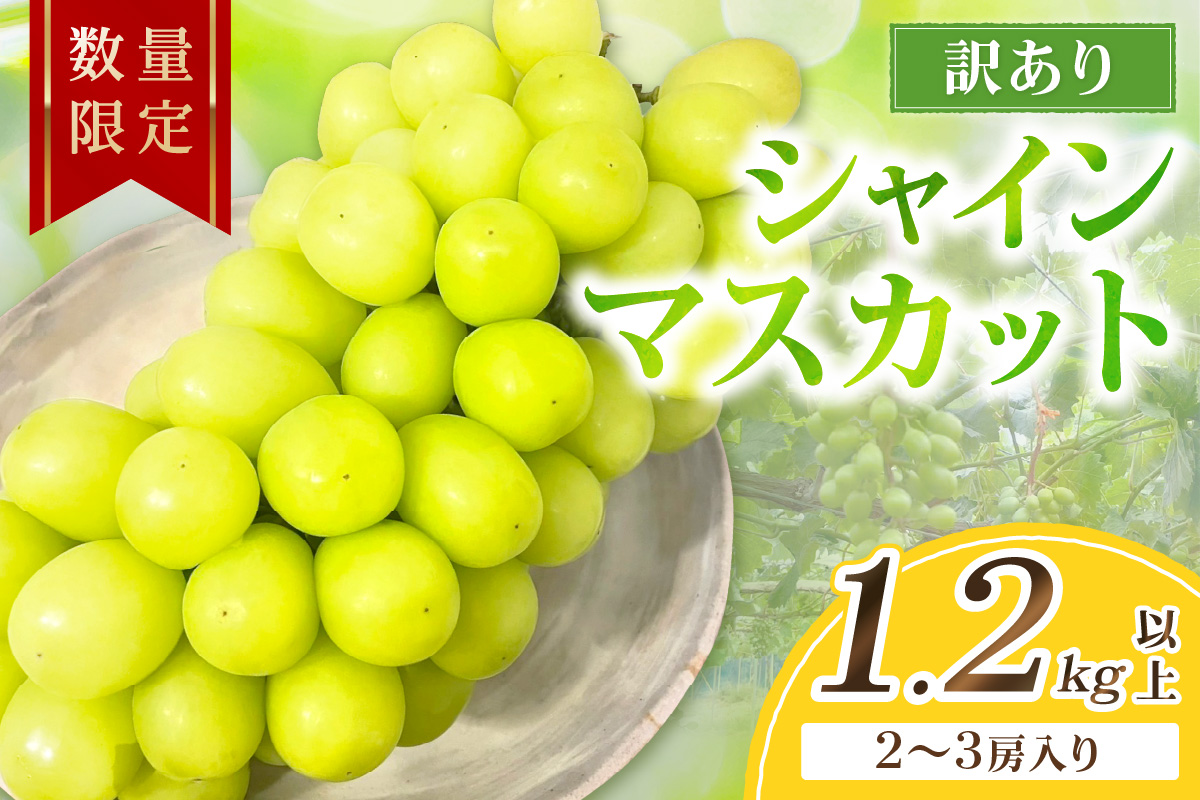 【先行予約／数量限定100】訳ありシャインマスカット 1.2kg以上（2～3房入り）（2026年9月上旬～発送）　FK00022