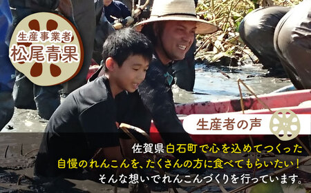 【年末発送】【金賞受賞！】松尾青果のこだわり白石れんこん 約3kg【松尾青果】[IBD019]