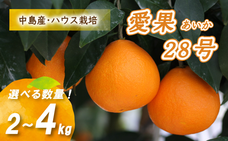 
【12月から発送】 愛果28号 2kg / 4kg 数量選択可 あいか みかん 数量限定 みかん 愛媛県産 みかん 愛果28号 松山市 みかん 中島 みかん 愛果28号 みかん 蜜柑 愛果28号 ミカン みかん 旬 愛果28号
