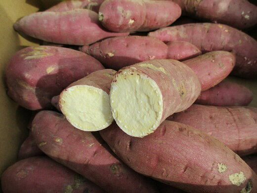 【ふるさと納税】有機JAS さつまいも 10kg 訳あり S～L サイズ サツマイモ 紅はるか