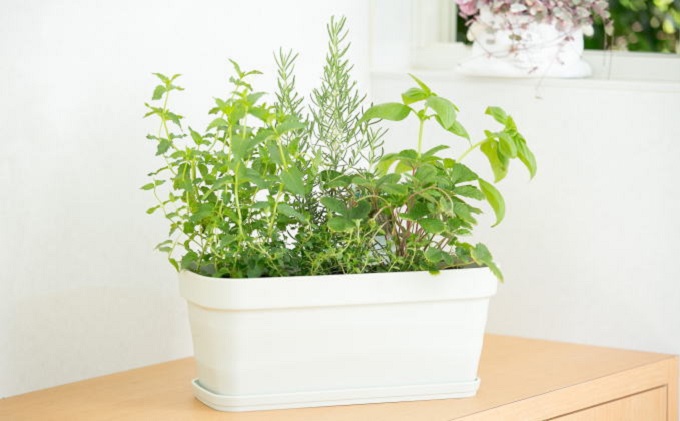 【母の日 ギフト】ハーブ 5種 寄せ植え(オンライン決済限定) 植物