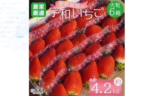 ＜農家厳選 新鮮朝採り宇和いちご 大粒 6箱（約4.2kg）＞イチゴ 苺 果物 フルーツ くだもの ストロベリー かおりの かおり野  直送 かんちゃん農園 愛媛県 西予市【冷蔵】『2026年2月下旬～5月末迄に順次出荷予定』