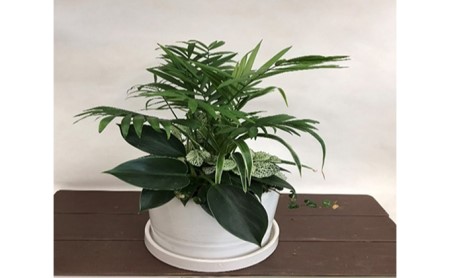 観葉植物の寄せ植えDX【4月～9月出荷予定】 ( 花苗 観葉植物 ガーデニング 園芸 お花 花 庭 インテリア 装飾品 工芸品 贈答 ギフト プレゼント 祝い 記念日 母の日 ) 静岡県 藤枝市 ( 
