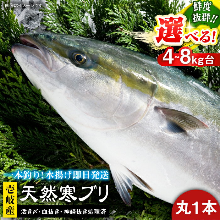 【ふるさと納税】壱岐島産 天然寒ブリ（ 選べる ！ 4〜14キロ台 / 丸もの ） 《壱岐市》【壱岐島　玄海屋】[JBS003] ぶり 寒ぶり ブリ 魚 刺身 しゃぶしゃぶ ぶりしゃぶ 天然 処理済 丸もの 冷蔵配 送