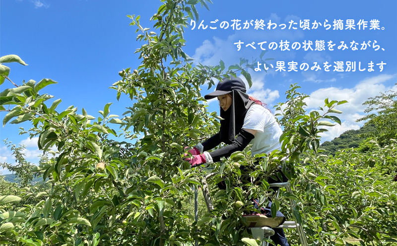 【2024年先行予約 9月中旬より発送】 盛岡りんご 「紅いわて」  約5kg 16玉 贈答 生産者直送