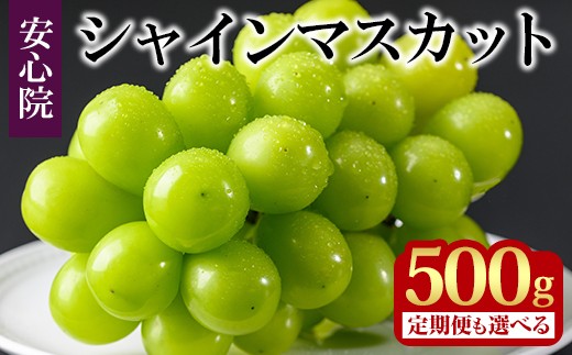 
                  シャインマスカット (約500g×1回・3回) ぶどう 葡萄 フルーツ 果物 定期便 ＜先行予約受付中！2025年8月上旬から順次発送予定＞＜北海道、沖縄、離島配送不可＞【106300800・206300500】【大分県農業協同組合　北部エリア】
                